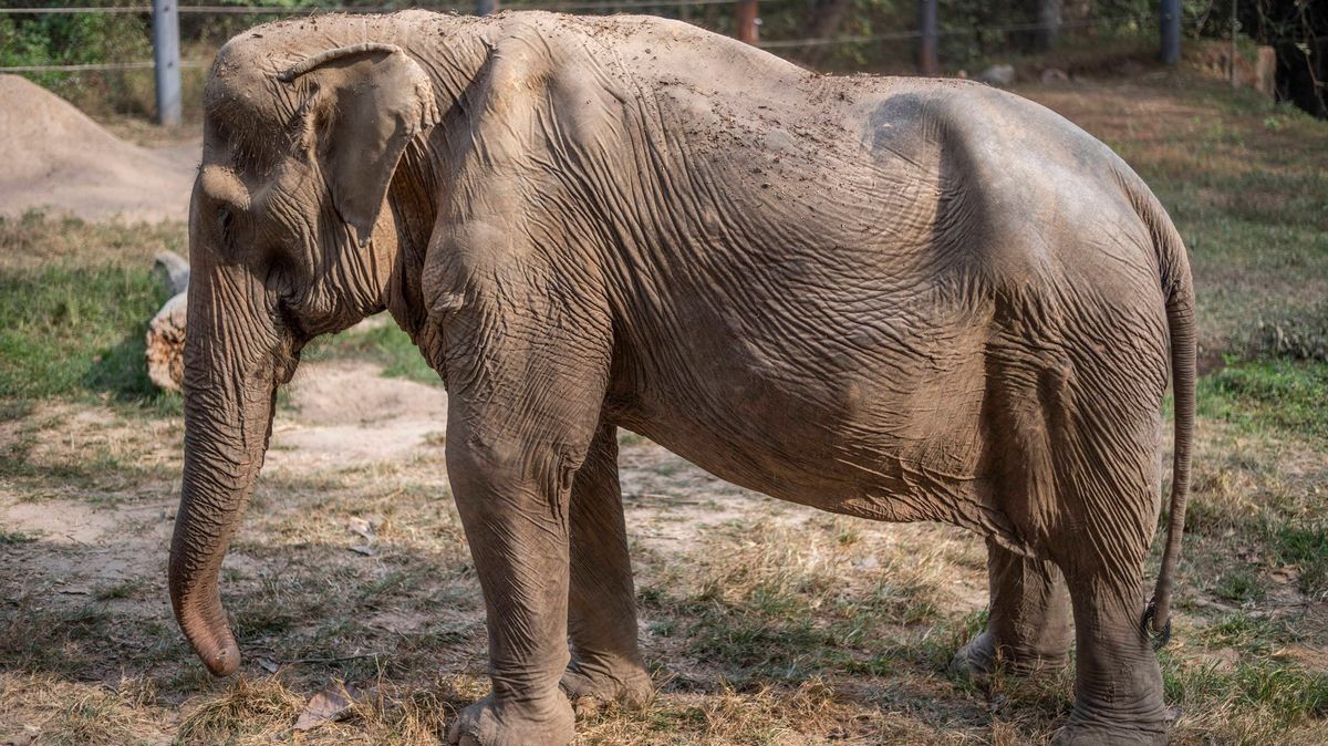 Jízda na slonech v Asii? Po desítkách let mají zvířata zcela zdeformovanou páteř
